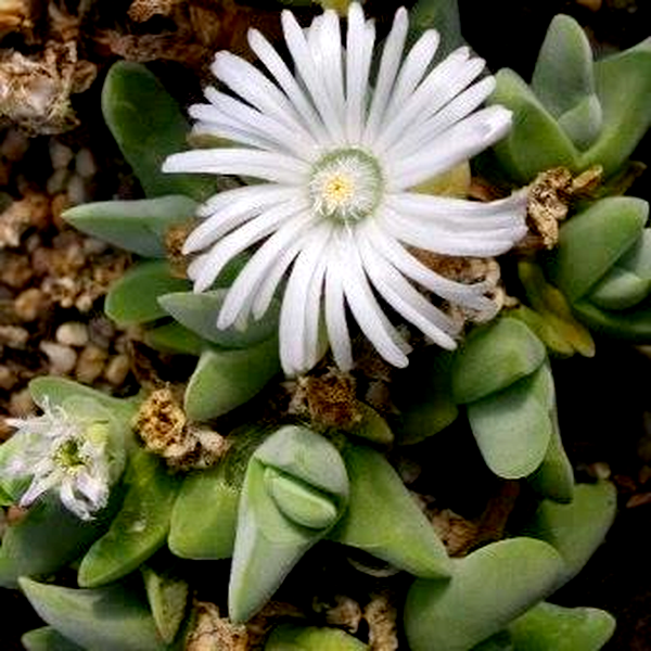 Gibbaeum haagei