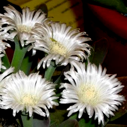 Gibbaeum velutinum White