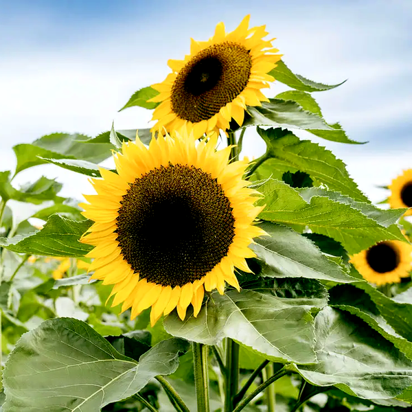 Giganteus Giant Sunflower Seeds