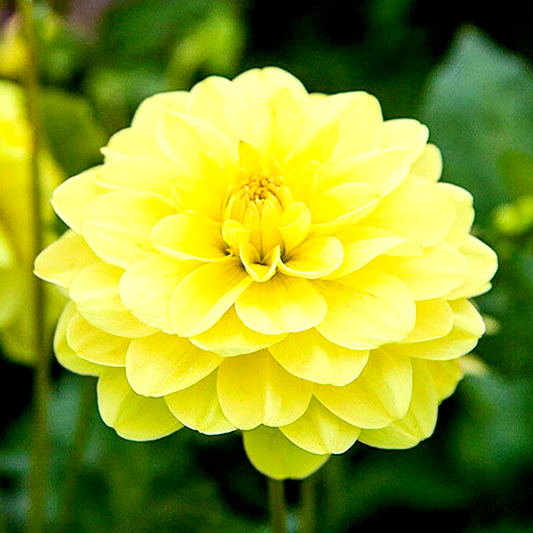 Glorie van Heemstede