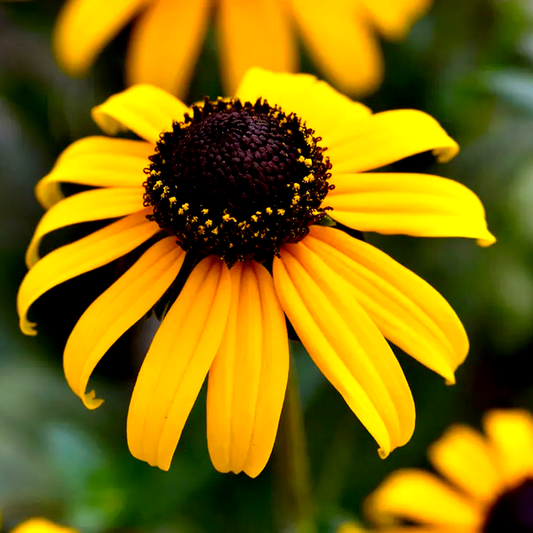 Goldblitz Rudbeckia Seeds