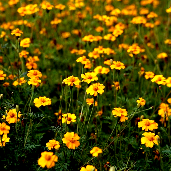 Golden Guardian Marigold Seeds