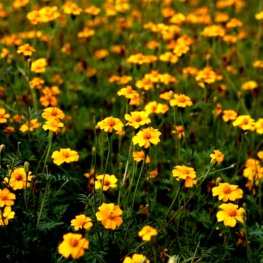 Golden Guardian Marigold Seeds