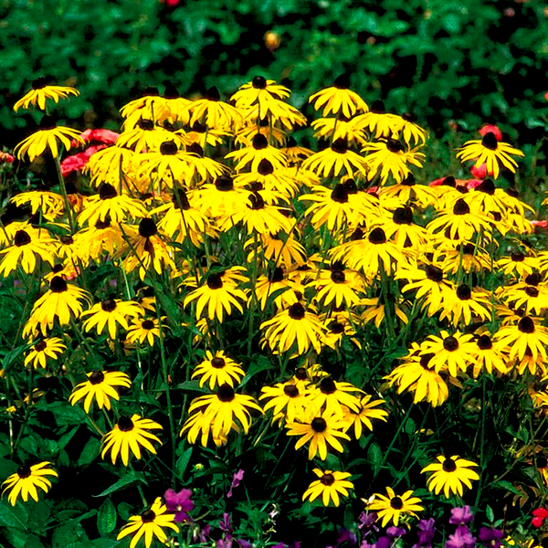 Goldsturm Strain Rudbeckia Seeds