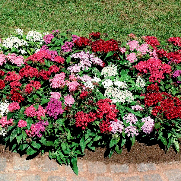 Graffiti® Mix Pentas Seeds