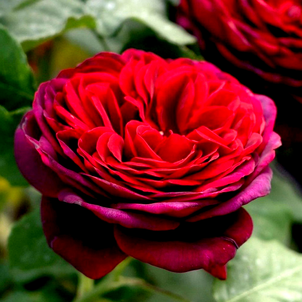 Grafin von Hardenberg