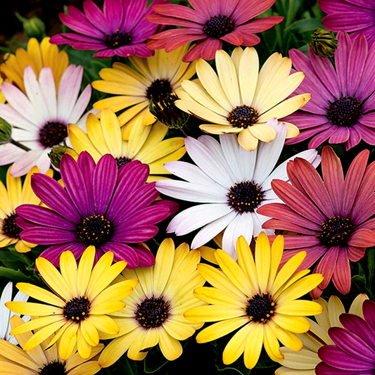 Grand Canyon Mix Osteospermum Seeds