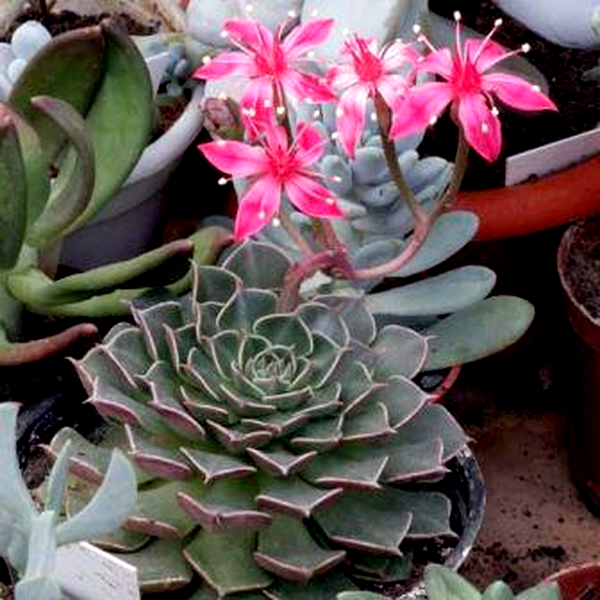 Graptopetalum bellum