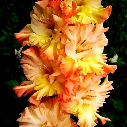 Great Queen Elizabeth