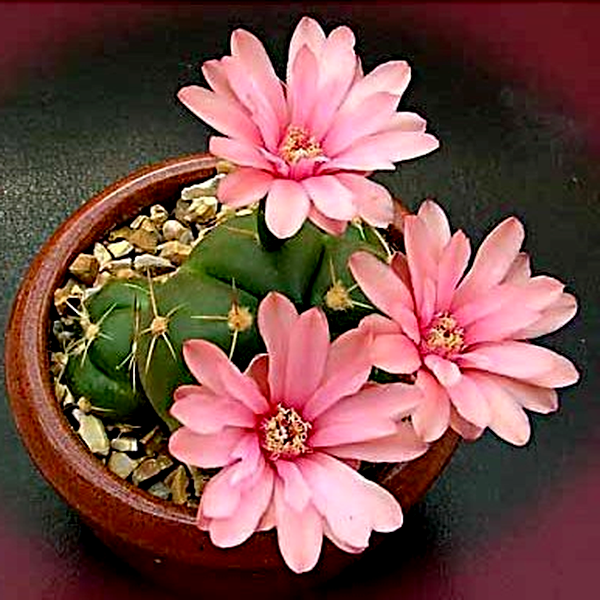 Gymnocalycium buenekeri