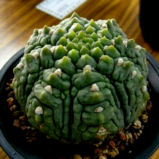 Gymnocalycium vatteri