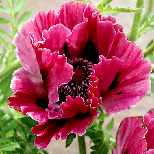 Harlem Oriental Poppy