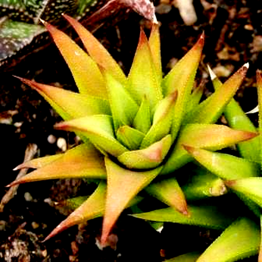 Haworthia angustifolia