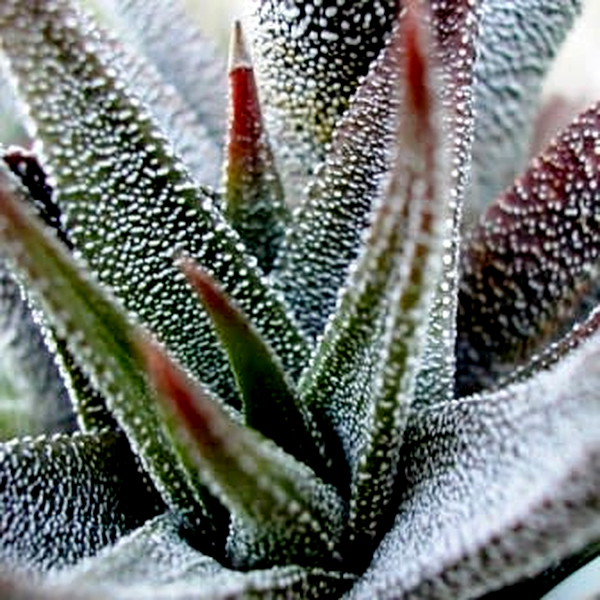 Haworthia attenuata var. radula