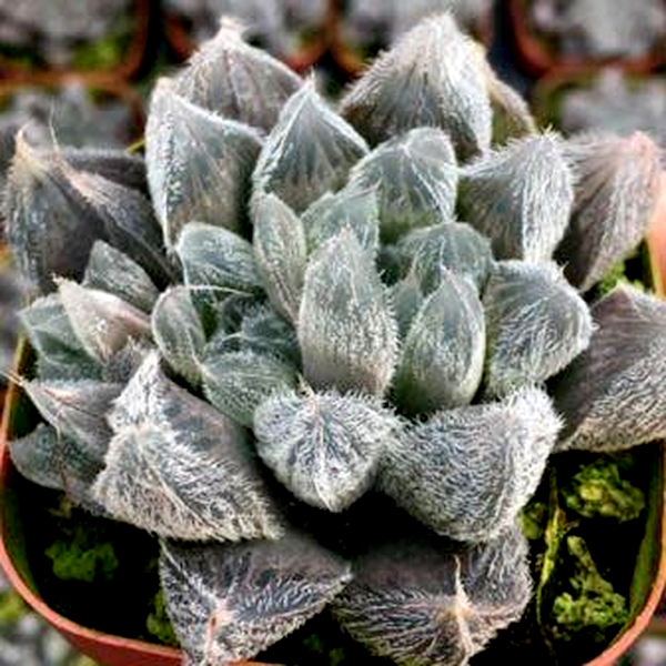 Haworthia cooperi var. venusta