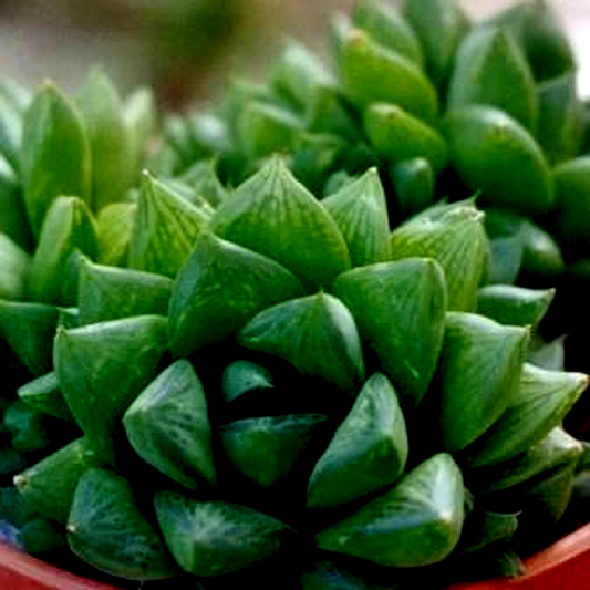 Haworthia cymbiformis