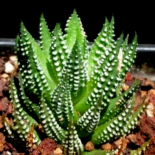 Haworthia reinwardtii