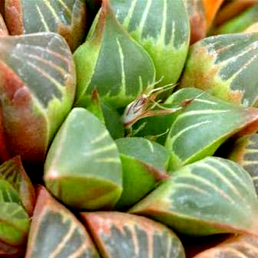 Haworthia retusa