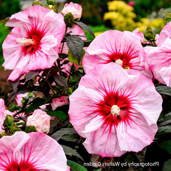 Hibiscus Summerific® 'Cherry Coco Latte' Rose Mallow