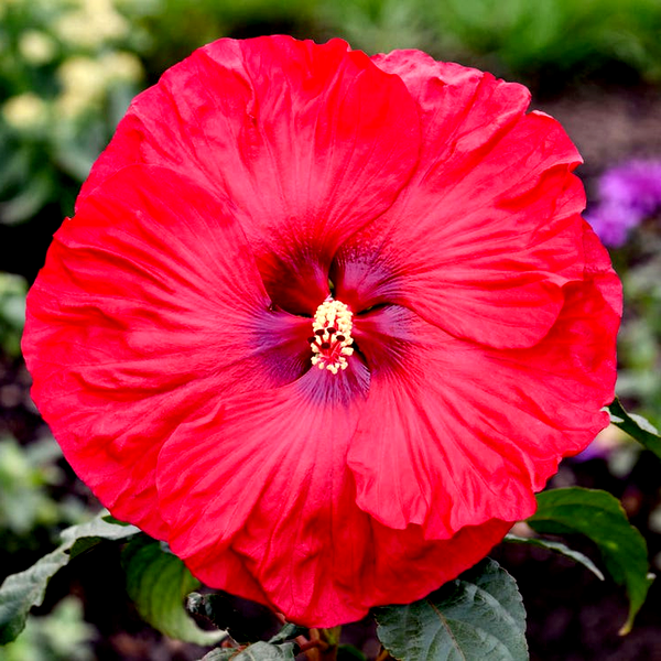 Hibiscus Summerific® 'Valentine's Crush' Rose Mallow