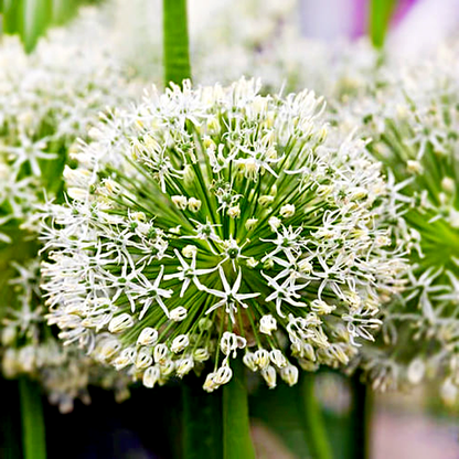 Hirtifolium Var. Album