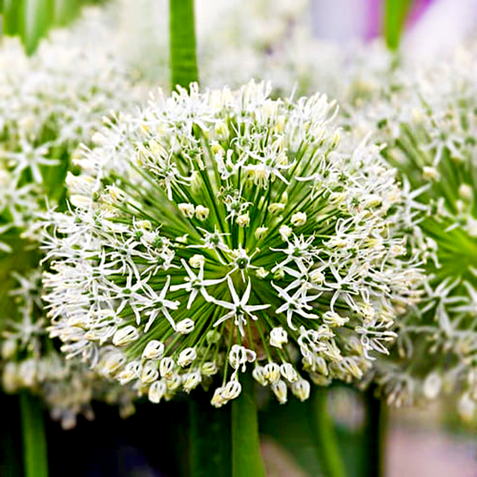 Hirtifolium Var. Album