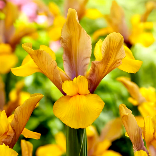 Hollandica Bronze Perfection