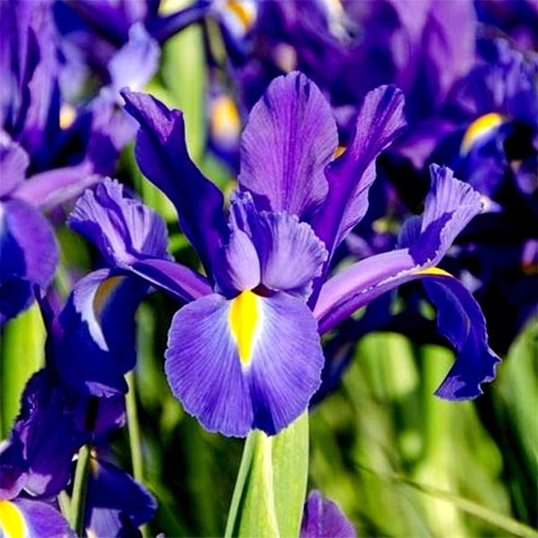 Hollandica Discovery Purple