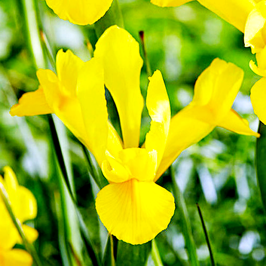 Hollandica Golden Harvest