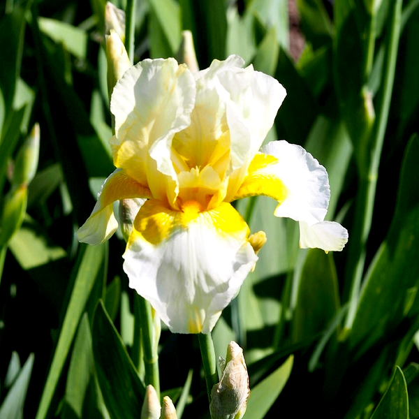 Hollandica Limelight