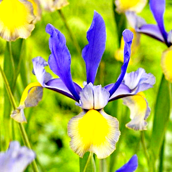 Hollandica Miss Saigon