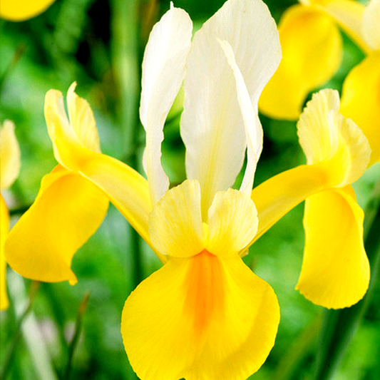 Hollandica Montecito