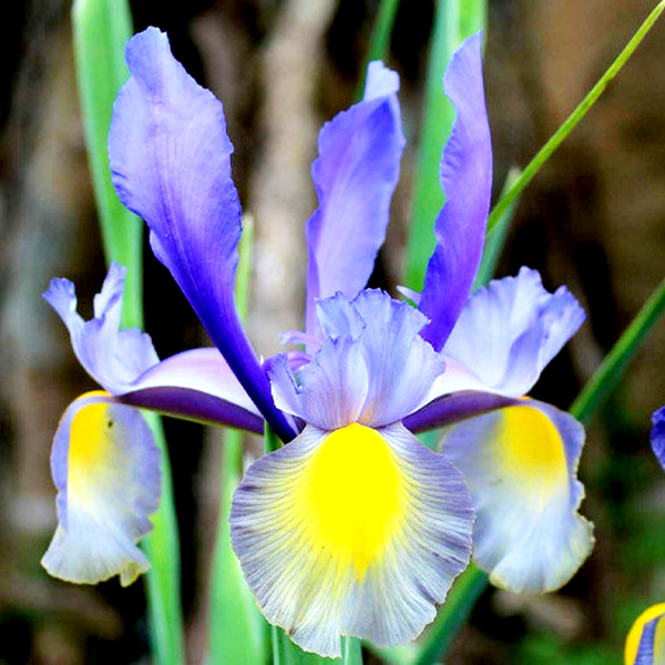 Hollandica Mystic Beauty