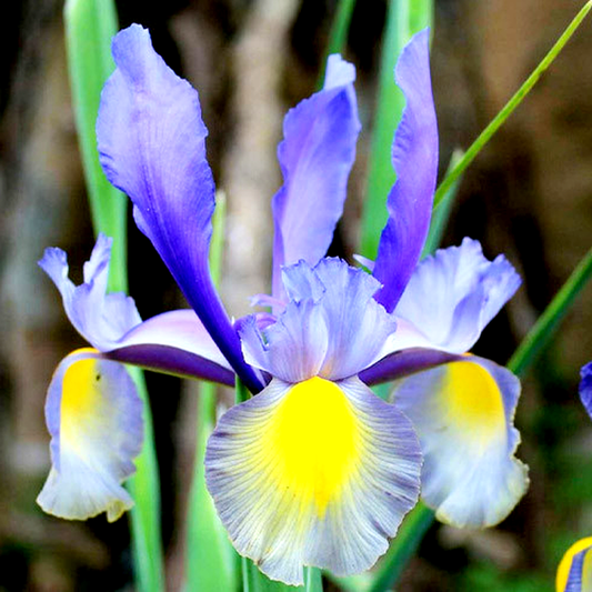 Hollandica Mystic Beauty