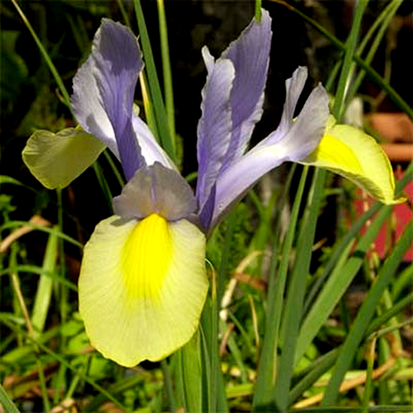 Hollandica Oriental Beauty