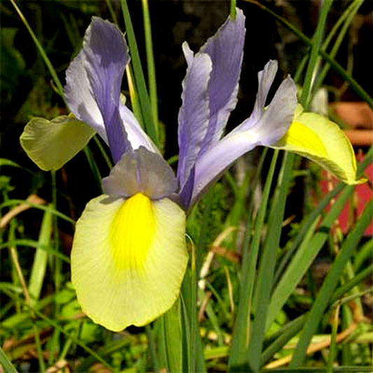 Hollandica Oriental Beauty