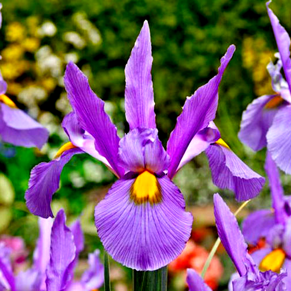 Hollandica Pink Panther