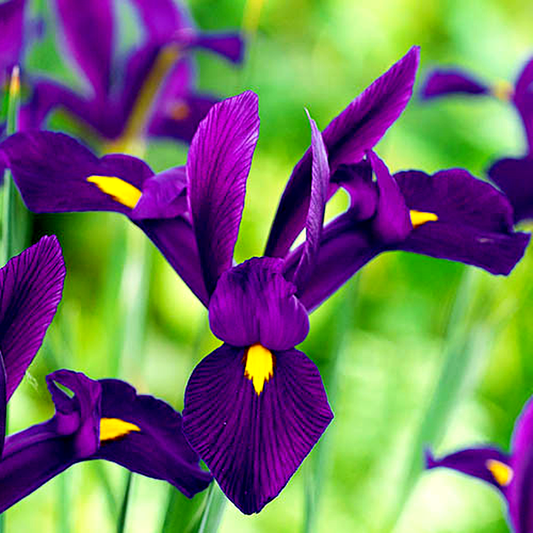 Hollandica Purple Sensation