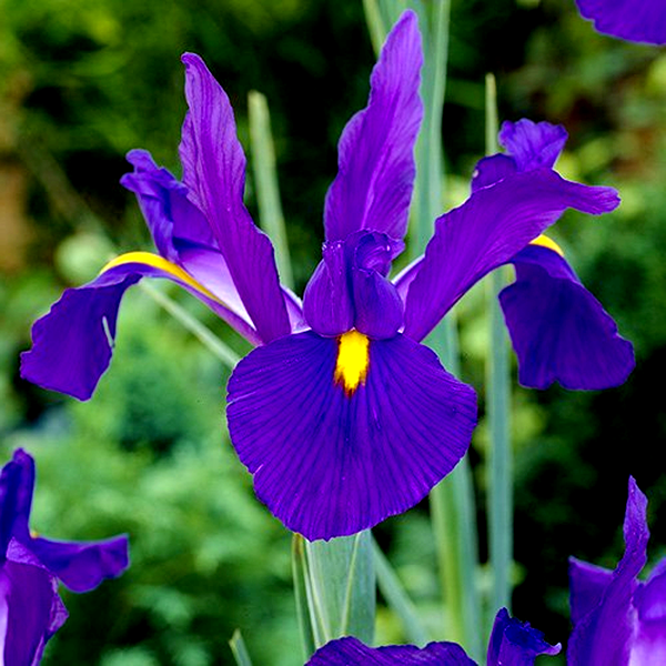 Hollandica Rendez Vou