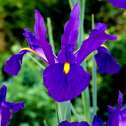 Hollandica Rendez Vou