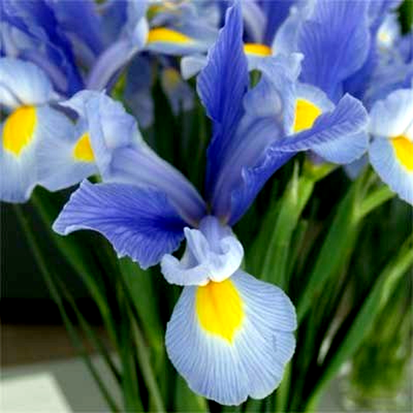 Hollandica Sky Beauty