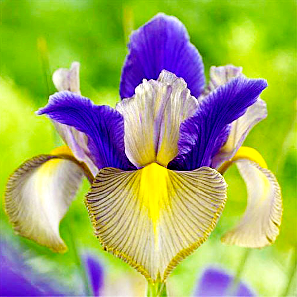 Hollandica Valentine