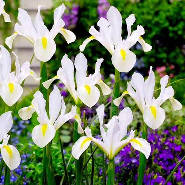 Hollandica White Magic