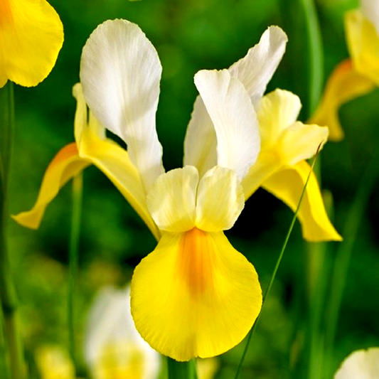 Hollandica Yellow-White