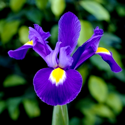 Hollandica Young Star