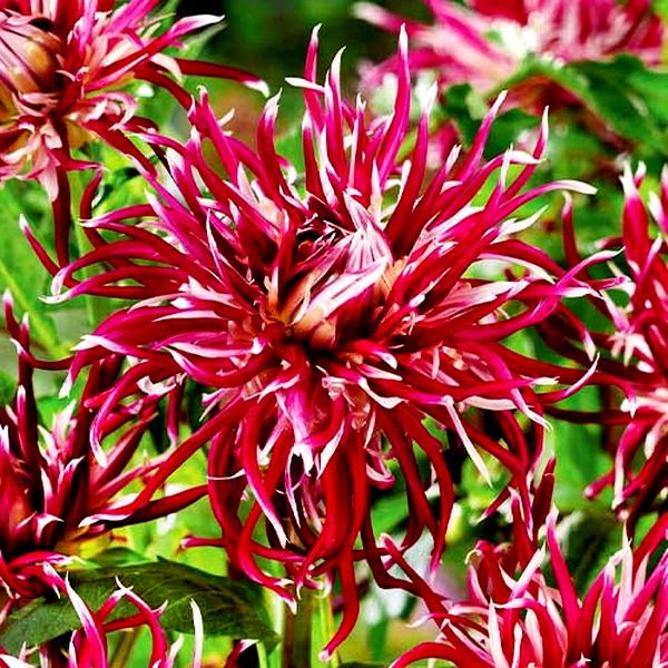 Hollyhill Spiderwoman