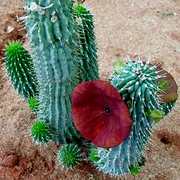 Hoodia juttae