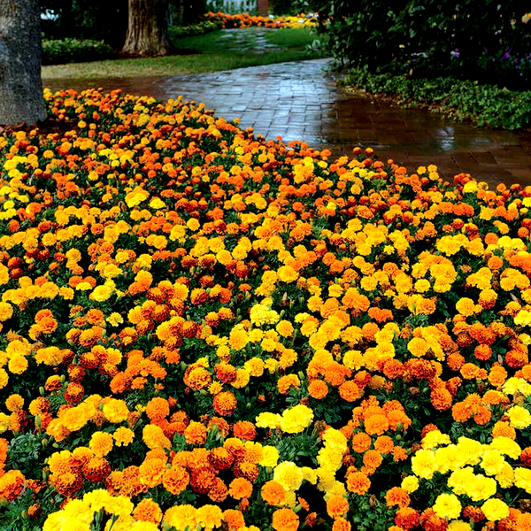 Hot Pak™ Mixture Marigold Seeds