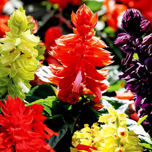 Hotline Improved Mix Salvia Seeds