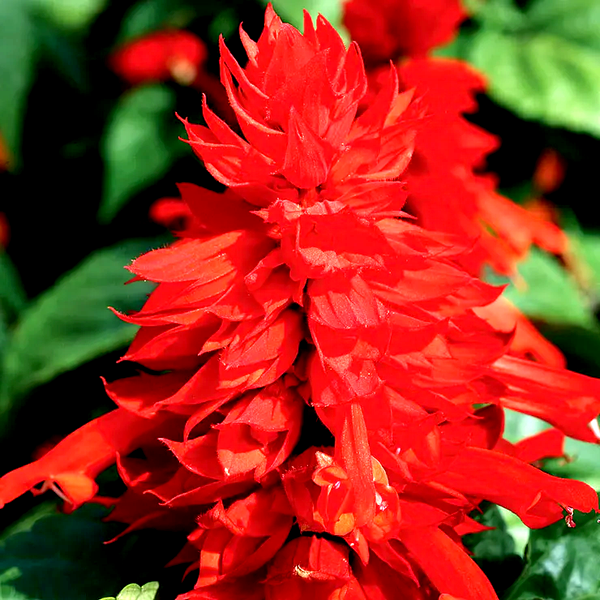 Hotline Improved Red Salvia Seeds
